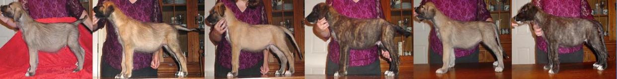Kodiak and Jazz Litter at 8 weeks old