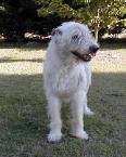 Clancy 9 yrs 2mo old